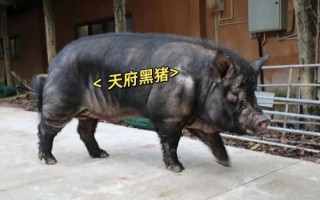 黑猪非物质文化遗产（黑猪非遗技艺如何申请）