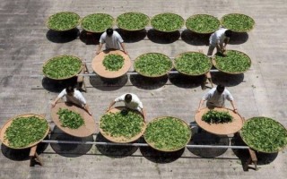 茶叶非物质文化遗产（茶叶非遗技艺有哪些代表作）