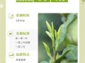 金山时雨非物质文化遗产（金山时雨非遗技艺是什么茶？）