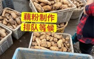 莲藕非物质文化遗产（手工藕粉制作技艺是哪里的非遗）