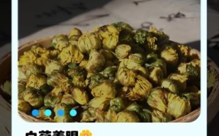 非物质文化遗产白菊（非遗白菊的冲泡方法详解）