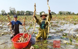 嘉鱼野藕非物质文化遗产（嘉鱼野藕怎么做才正宗）