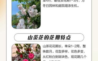 茶花非物质文化遗产（茶花非遗申报流程具体怎么做）