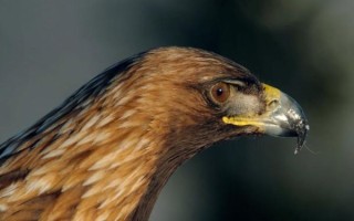 非物质文化遗产金雕图片（金雕非遗作品高清图片）