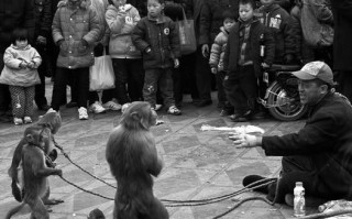 猴戏世界非物质文化遗产（猴戏是世界非物质文化遗产吗？）