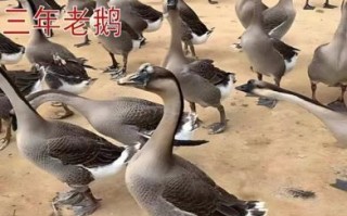 乌棕鹅非物质文化遗产（乌棕鹅是市级还是省级非遗）