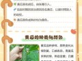 非物质文化遗产黄瓜（非遗黄瓜为什么能逆袭成网红）