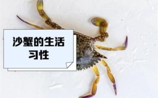 非物质文化遗产沙蟹（沙蟹是什么非遗？它到底是吃的还是看的？）