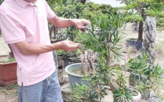 非物质文化遗产罗松（罗松非遗技艺入门新手快速上手）