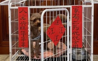 非物质文化遗产狗窝（狗窝非遗工艺可以网购吗）