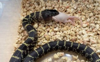 蛇王非物质文化遗产（蛇王是哪里的非遗项目）