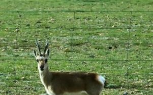 藏羚非物质文化遗产（藏羚非遗手工体验在哪里学）