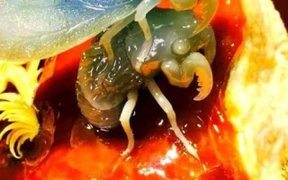 非物质文化遗产蝉（非物质文化遗产蝉的匠心传承与创新）