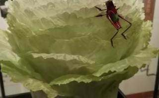 非物质文化遗产滑县白菜（滑县白菜腌制非遗技艺怎么学）