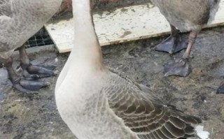 乌鬃鹅非物质文化遗产（乌鬃鹅非物质文化遗产是真的吗）