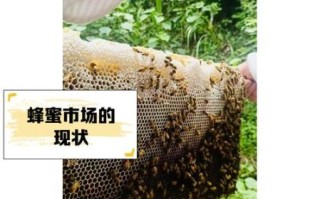 养蜂非物质文化遗产（养蜂技艺如何入选国家级非遗名录）