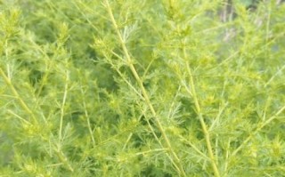 崇明苦草非物质文化遗产（“崇明苦草制作技艺”能否申遗成功）