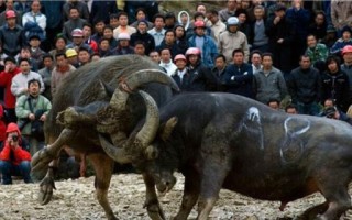 斗牛非物质文化遗产（斗牛非物质文化遗产起源是什么）