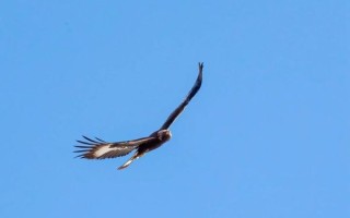 金雕非物质文化遗产（金雕国家级非遗技艺完整入门）