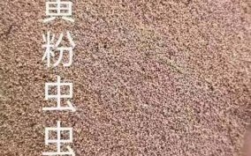 黄粉虫非物质文化遗产（黄粉虫是不是非遗）