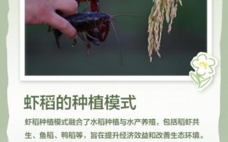 稻虾共生非物质文化遗产（稻虾共生非遗保护最新政策是什么）