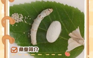 非物质文化遗产桑蚕（桑蚕技艺如何申报非物质文化遗产）