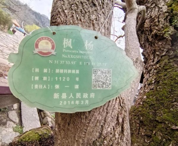 荣成非物质文化遗产古树（荣成古树非遗在哪里看最方便）-第1张图片-八三百科