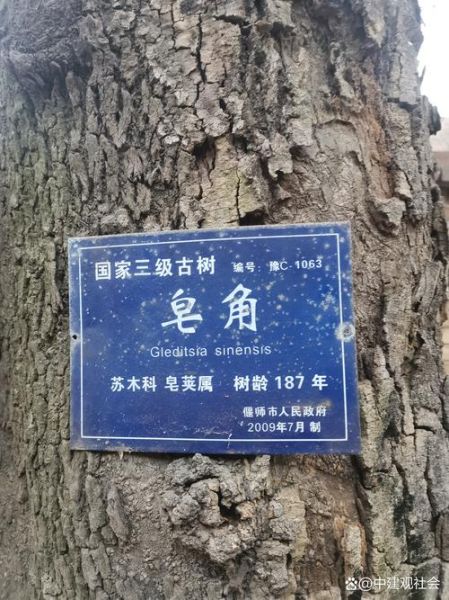 荣成非物质文化遗产古树（荣成古树非遗在哪里看最方便）-第3张图片-八三百科