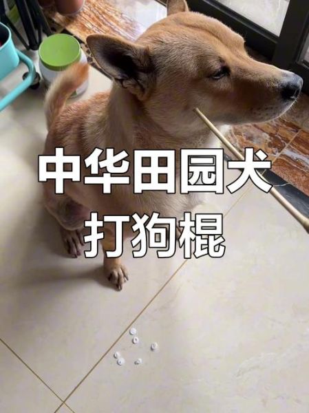 国家非物质文化遗产打狗（打狗棍法申遗成功了吗）-第1张图片-八三百科