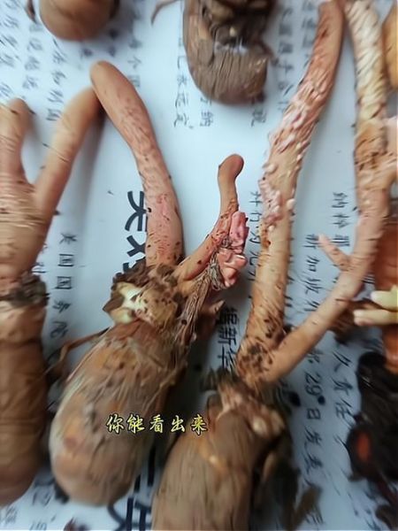 非物质文化遗产蝉花(非遗蝉花是什么东西)-第2张图片-八三百科 非物质文化遗产蝉花(非遗蝉花是什么东西)-第2张图片-八三百科