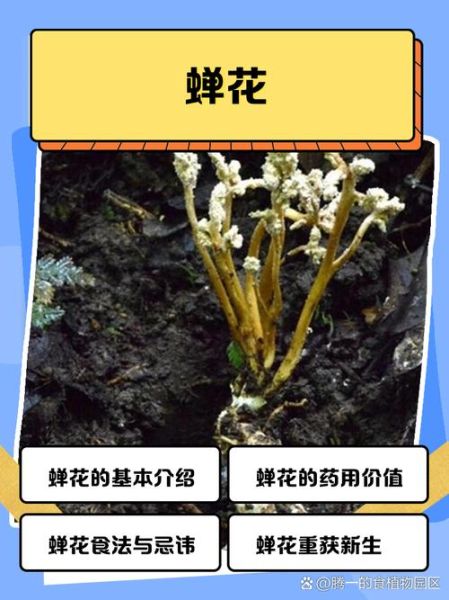 非物质文化遗产蝉花(非遗蝉花是什么东西)-第1张图片-八三百科 非物质文化遗产蝉花(非遗蝉花是什么东西)-第1张图片-八三百科