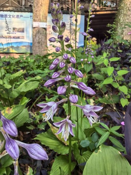 非物质文化遗产吹打（吹打乐非遗传承入门指南）-第2张图片-八三百科