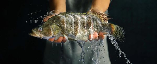 非物质文化遗产鳜鱼（鳜鱼为什么入选非遗名录）-第3张图片-八三百科