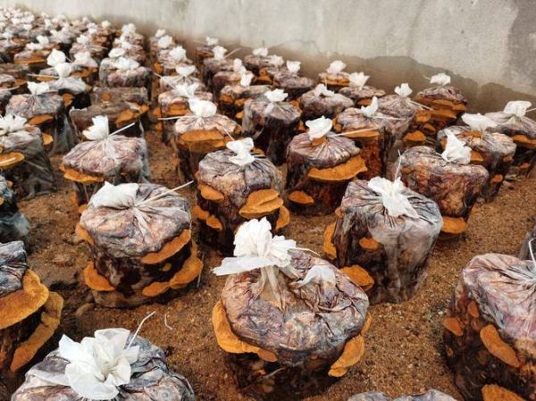 桑田非物质文化遗产(桑田非物质文化遗产有哪些)-第3张图片-八三百科 桑田非物质文化遗产(桑田非物质文化遗产有哪些)-第3张图片-八三百科