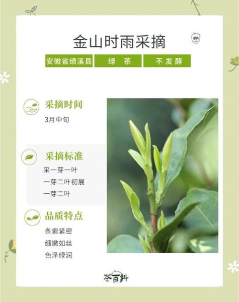金山时雨非物质文化遗产(金山时雨非遗技艺是什么茶?)-第1张图片-八三百科 金山时雨非物质文化遗产(金山时雨非遗技艺是什么茶?)-第1张图片-八三百科
