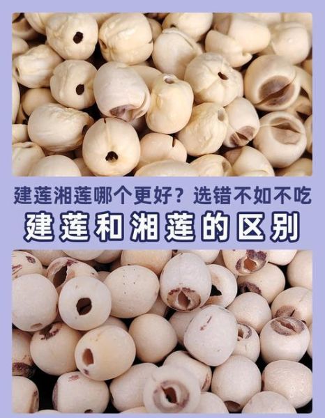 建莲非物质文化遗产(建莲非物质文化遗产技艺入门指南)-第1张图片-八三百科 建莲非物质文化遗产(建莲非物质文化遗产技艺入门指南)-第1张图片-八三百科