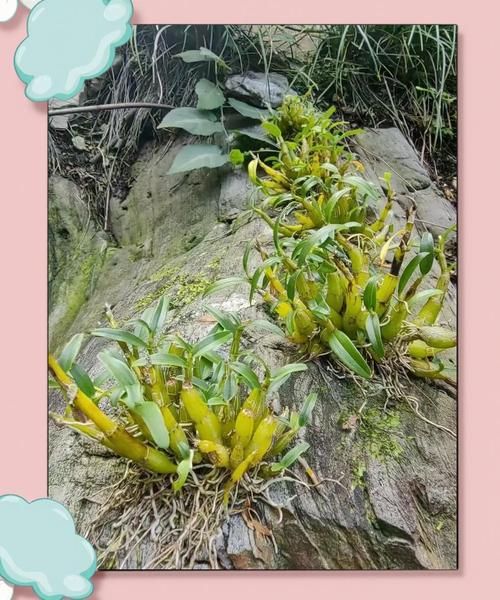 非物质文化遗产石斛（非物质文化遗产石斛怎么入门收藏）-第3张图片-八三百科