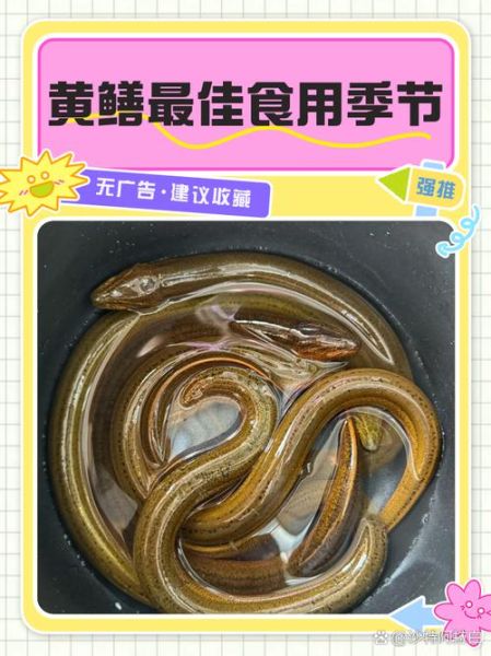 黄鳝非物质文化遗产(黄鳝制作技艺是国家级非遗吗?答:属于湖北省级非遗,正申报国家级。)-第2张图片-八三百科 黄鳝非物质文化遗产(黄鳝制作技艺是国家级非遗吗?答:属于湖北省级非遗,正申报国家级。)-第2张图片-八三百科