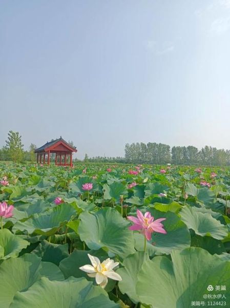 嘉鱼野藕非物质文化遗产(嘉鱼野藕怎么做才正宗)-第3张图片-八三百科 嘉鱼野藕非物质文化遗产(嘉鱼野藕怎么做才正宗)-第3张图片-八三百科