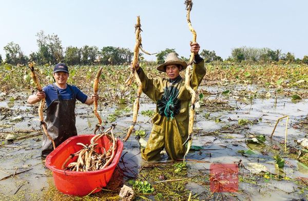 嘉鱼野藕非物质文化遗产(嘉鱼野藕怎么做才正宗)-第1张图片-八三百科 嘉鱼野藕非物质文化遗产(嘉鱼野藕怎么做才正宗)-第1张图片-八三百科