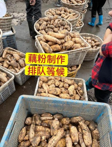 莲藕非物质文化遗产(手工藕粉制作技艺是哪里的非遗)-第1张图片-八三百科 莲藕非物质文化遗产(手工藕粉制作技艺是哪里的非遗)-第1张图片-八三百科