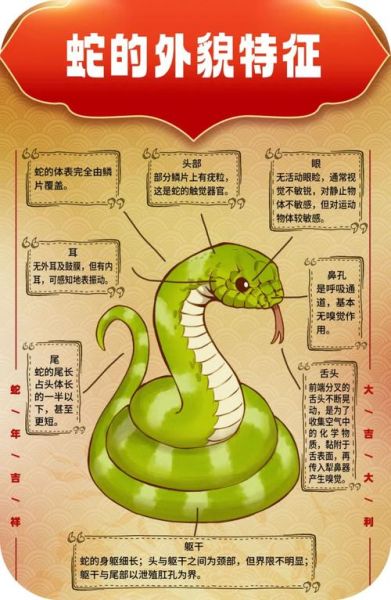 非物质文化遗产 蛇（非遗蛇舞初学者指南）-第1张图片-八三百科