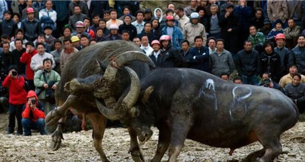 斗牛非物质文化遗产（斗牛非物质文化遗产起源是什么）-第1张图片-八三百科