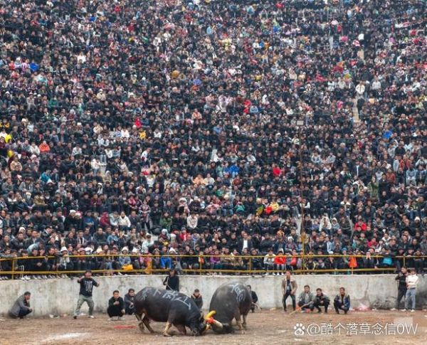 斗牛非物质文化遗产（斗牛非物质文化遗产起源是什么）-第2张图片-八三百科