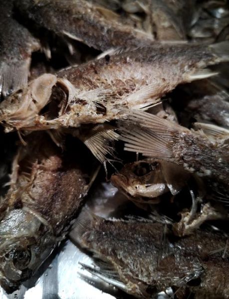 非物质文化遗产糟鱼（糟鱼怎么做？新手第一次就能成功的家常做法）-第1张图片-八三百科