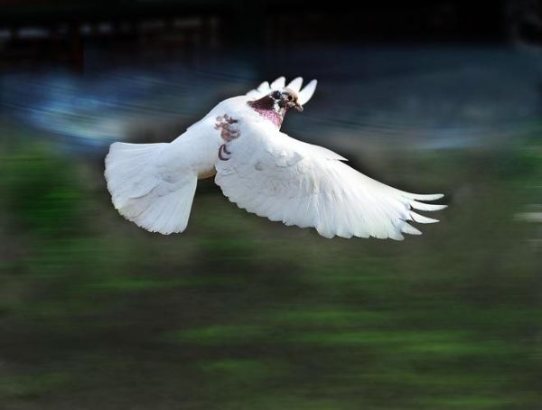 非物质文化遗产鸽子（非物质文化遗产鸽子有哪些文化故事）-第2张图片-八三百科