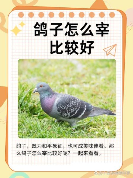 非物质文化遗产鸽子（非物质文化遗产鸽子有哪些文化故事）-第3张图片-八三百科