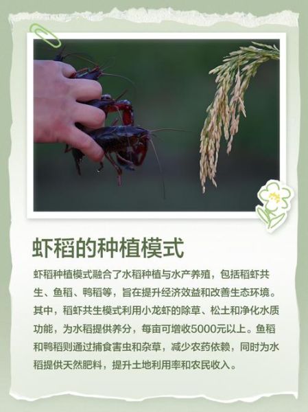 稻虾共生非物质文化遗产（稻虾共生非遗保护最新政策是什么）-第1张图片-八三百科