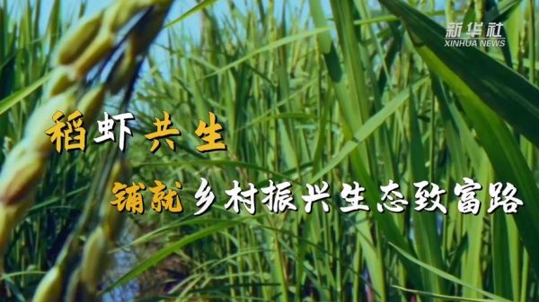 稻虾共生非物质文化遗产（稻虾共生非遗保护最新政策是什么）-第3张图片-八三百科