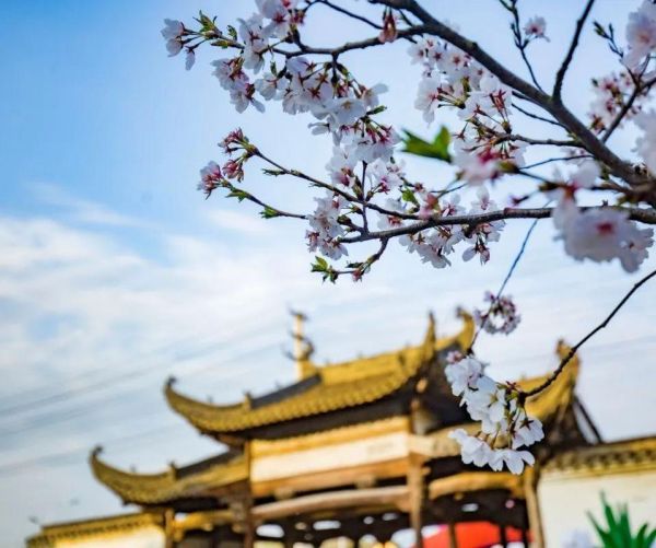 合肥非物质文化遗产园樱花（合肥非遗园樱花几时开？初游时间表）-第3张图片-八三百科